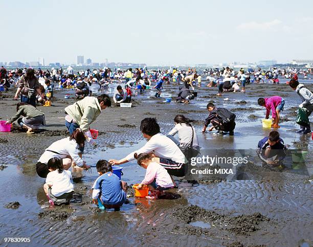 clamming, funabashi, chiba, japan - funabashi stock pictures, royalty-free photos & images