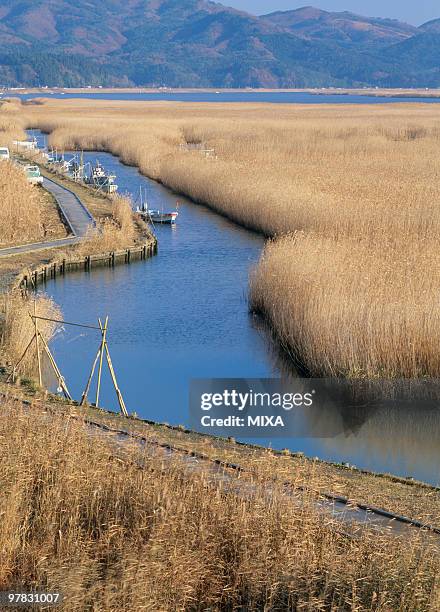 reed bed, ishinomaki, miyagi, japan - rietkraag stockfoto's en -beelden