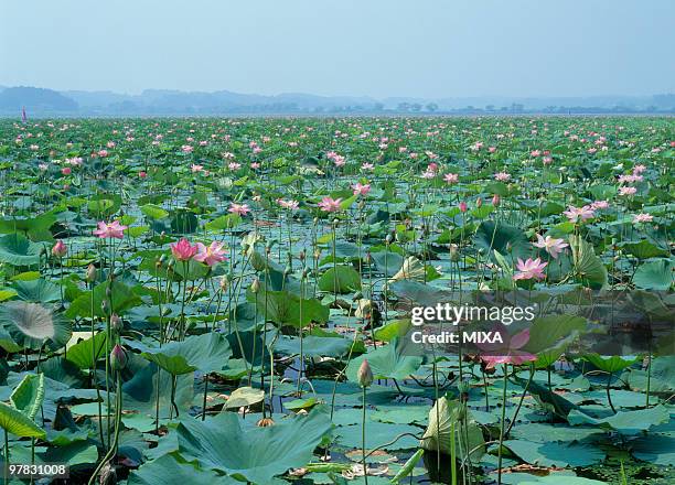 lotus, kurihara, miyagi, japan - izunuma stock pictures, royalty-free photos & images