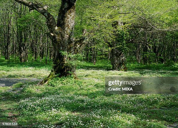 wind flower, matsumoto, nagano, japan - kamikochi national park stock pictures, royalty-free photos & images