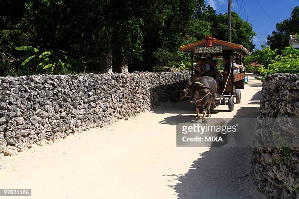 water buffalo carriage, taketomi, okinawa, japan - ox cart stock pictures, royalty-free photos & images