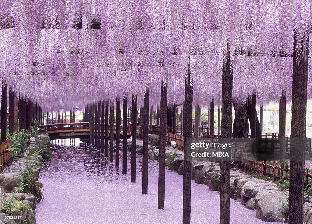 Tennogawa Park, Tsushima, Aichi, Japan