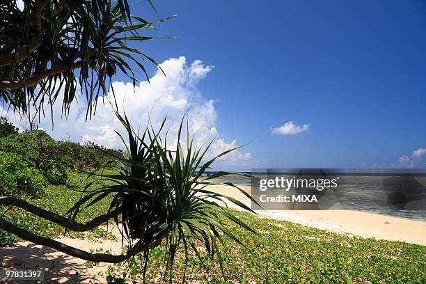 beach, iriomote island, taketomi, okinawa, japan - yaeyama islands stock pictures, royalty-free photos & images