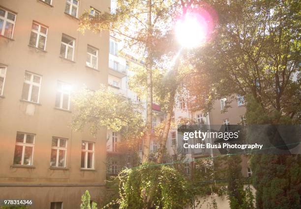 sun filtering through trees in a typical east berlin courtyard. district of prenzlauerberg, berlin, germany - courtyard garden stockfoto's en -beelden