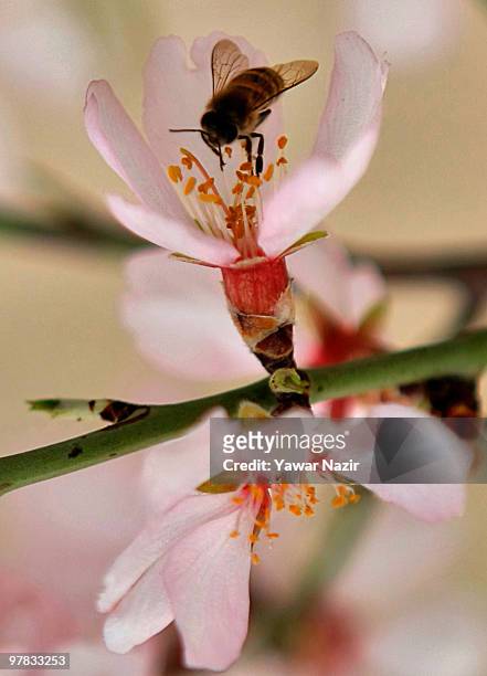 View of blossom in the almond garden in Baadam Vaer Park, on March 18, 2010 in Srinagar, the summer capital of Indian administered Kashmir, India....
