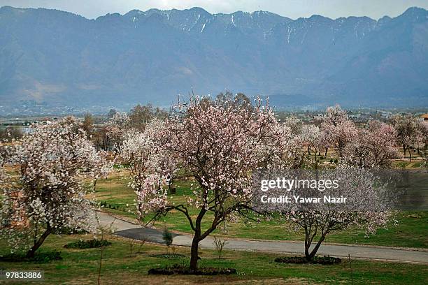 View of blossom in the almond garden in Baadam Vaer Park, on March 18, 2010 in Srinagar, the summer capital of Indian administered Kashmir, India....
