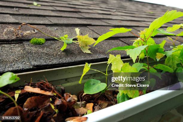 neglected roof gutter in need of maintenance - gutter stock-fotos und bilder