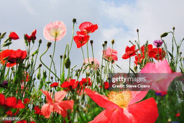 blooming poppy plants silhouetted against sky - flor silvestre fotografías e imágenes de stock