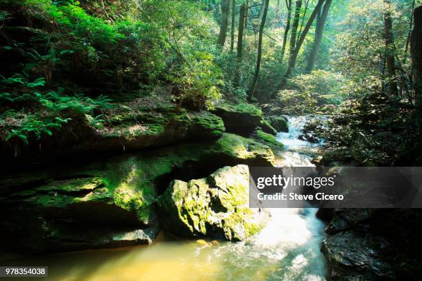 tranquil stream flowing through woodlands - lancaster stock-fotos und bilder