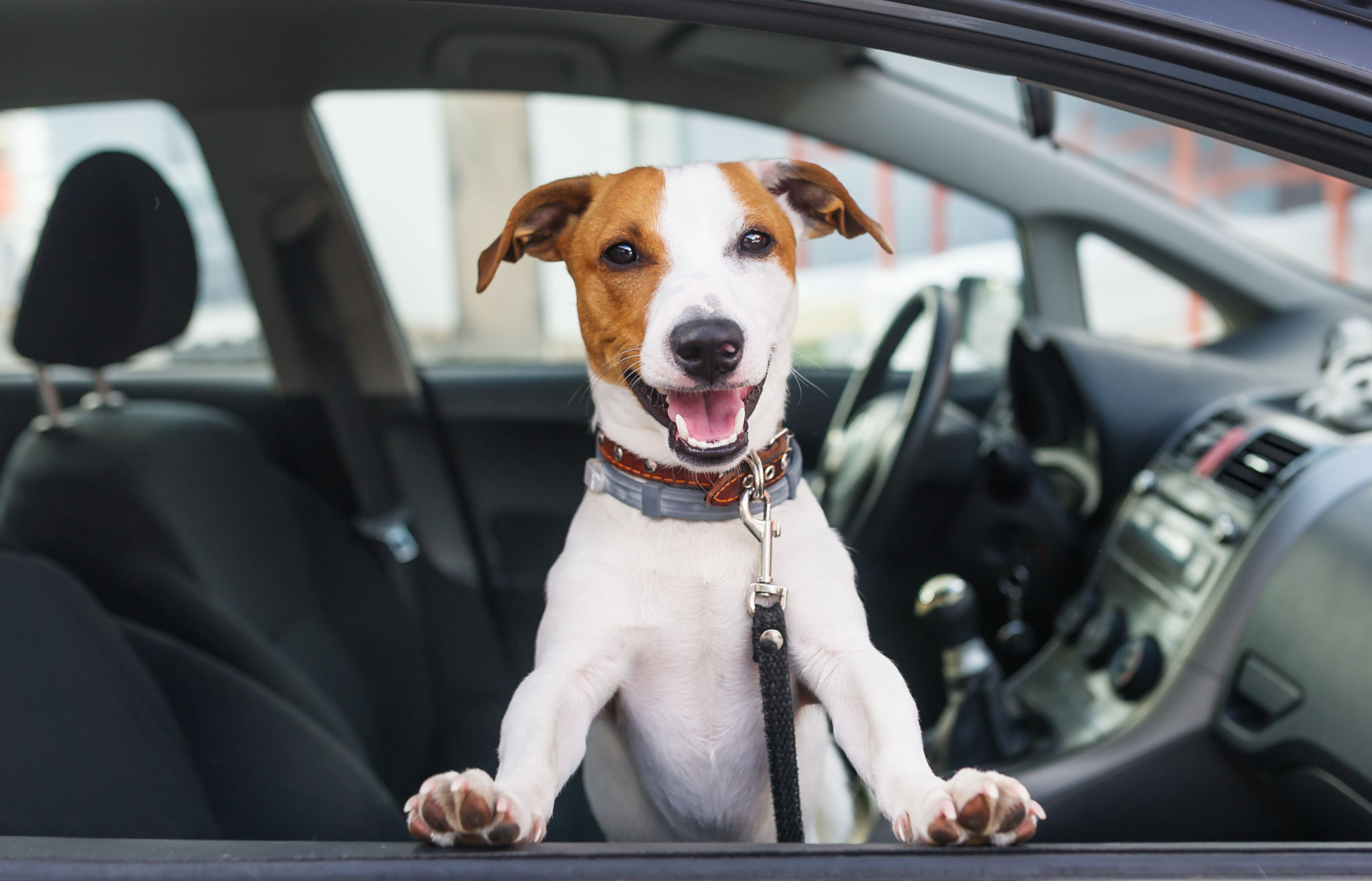 Cute dog sit in the car on the front seat Cute dog sit in the car on the front seat
