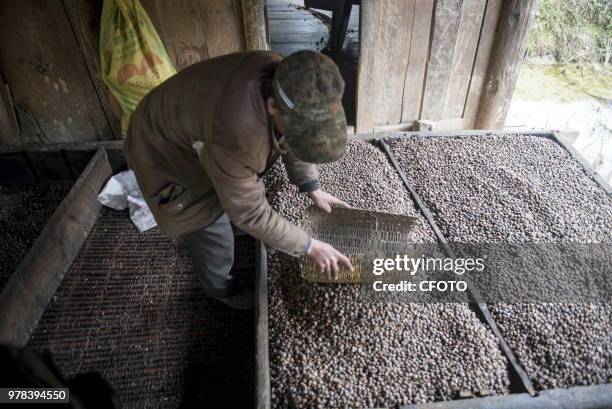 On February 1 Pearl Dong village, located in Congjiang County of Guizhou Qiandongnan Miao and Dong Autonomous Prefecture, the Dong compatriots were...