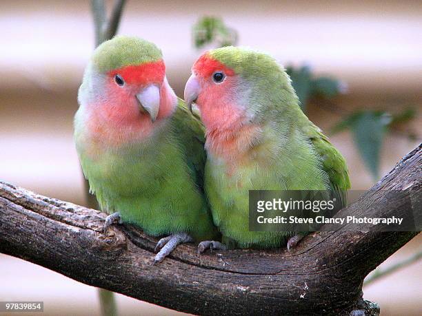 1,103 Lovebird Parrot Photos and Premium High Res Pictures - Getty Images