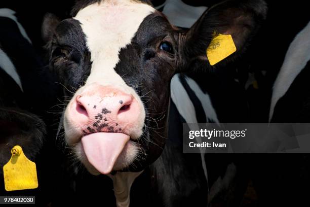 close up of little calf, holstein calf looking at camera, tongue out - fresian calf foto e immagini stock