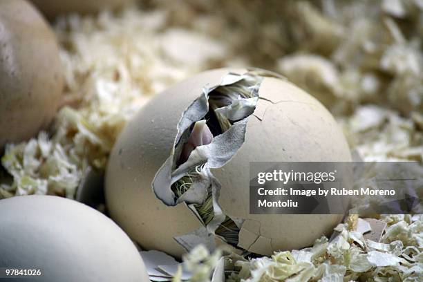 chick hatching from an egg - hatching foto e immagini stock