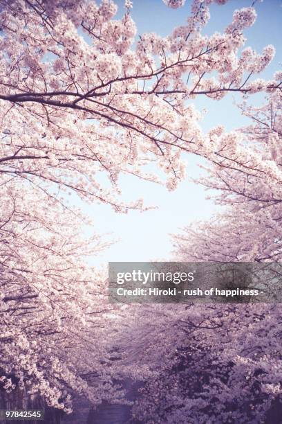 new spring, cherry tree in full bloom - cherry blossom tree stock-fotos und bilder