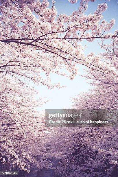 new spring, cherry tree in full bloom - cherry tree bildbanksfoton och bilder