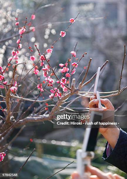 cell phone, japanese apricot and spring - apricot blossom stock pictures, royalty-free photos & images