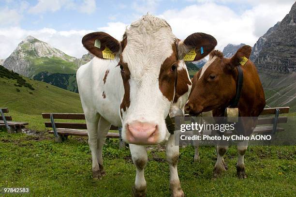 cows - étiquette d'identification du bétail photos et images de collection