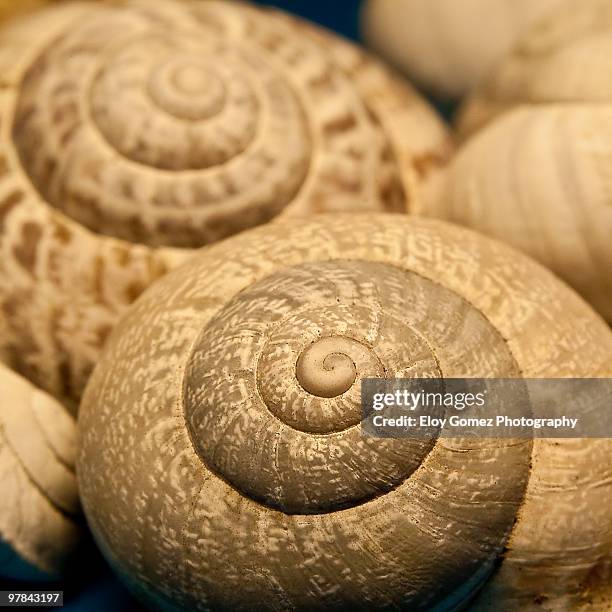 fosil - shell fossil stock pictures, royalty-free photos & images