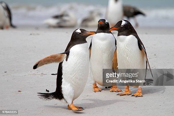 gentoo penguins - carcass island bildbanksfoton och bilder