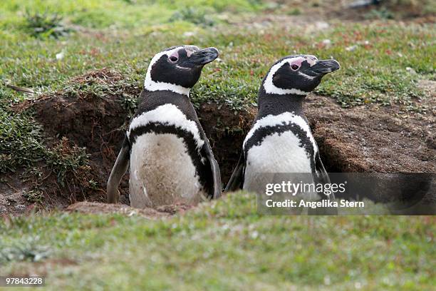 magellanic penguins - carcass island stock pictures, royalty-free photos & images