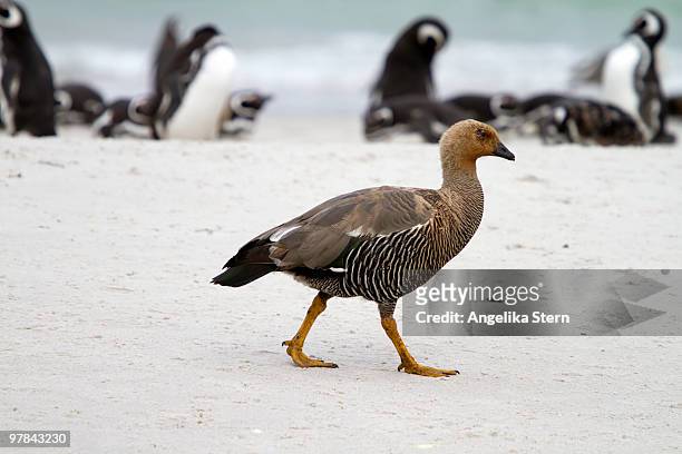 magellan goose  - carcass island bildbanksfoton och bilder