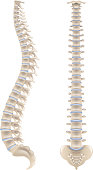 Spine bones isolated on white vector