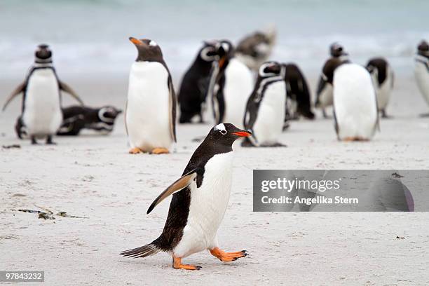 gentoo penguins - carcass island bildbanksfoton och bilder