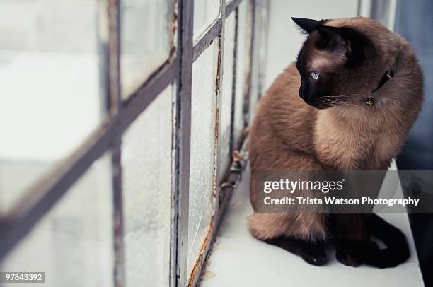 cat watching the snow fall - trista stock pictures, royalty-free photos & images