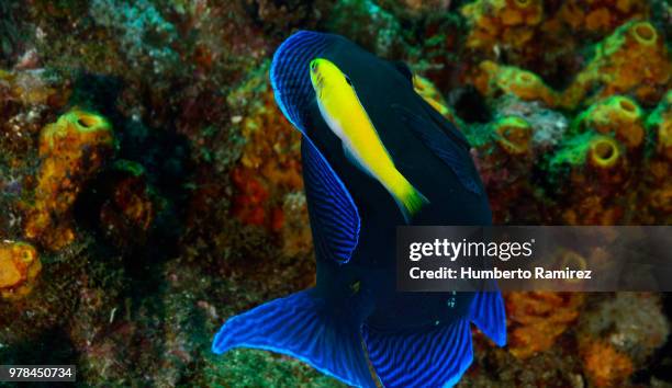 blue tangs being cleaned by blueheads. - blauer doktorfisch stock-fotos und bilder