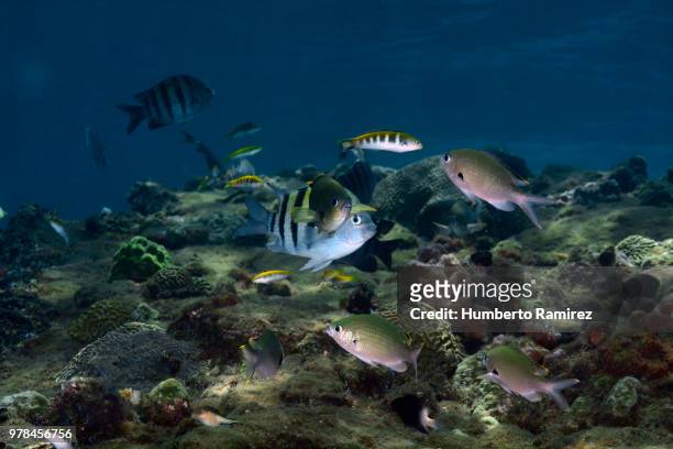 shallow water reef. - sergeant major fish stock pictures, royalty-free photos & images
