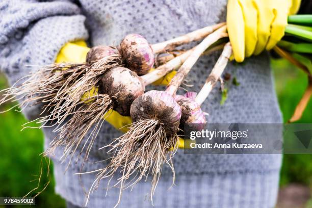 woman picking fresh organic raw garlic in the garden, selective focus. outdoors. harvesting time. farm or country life. - ail légume à bulbe photos et images de collection
