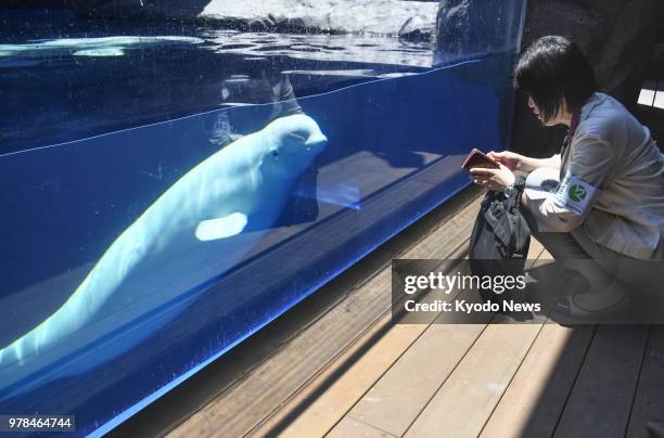 Beluga whale is seen during a press preview of the Joetsu Aquarium, nicknamed "Umigatari," in Joetsu, Niigata Prefecture, on June 19, 2018. ==Kyodo