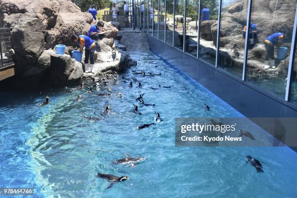 Magellanic penguins swim during a press preview of the Joetsu Aquarium, nicknamed "Umigatari," in Joetsu, Niigata Prefecture, on June 19, 2018....