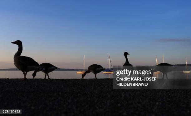 Geese serch for food on the banks of the Ammersee lake as the sun goes down on late June 18, 2018 near Diessen, southern Germany. / Germany OUT