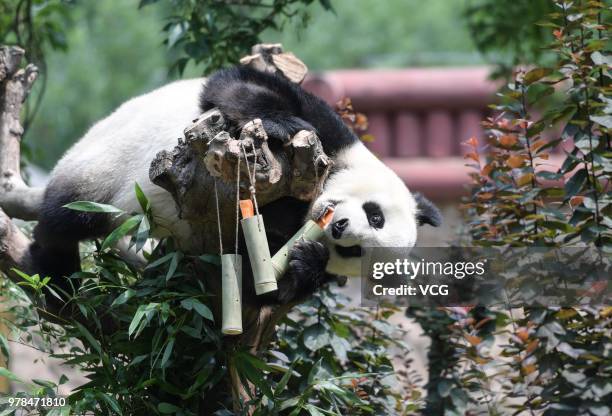 Giant panda eats Zongzi to celebrate the Dragon Boat Festival at Jinan Zoo on June 18, 2018 in Jinan, China. The Dragon Boat Festival as a...