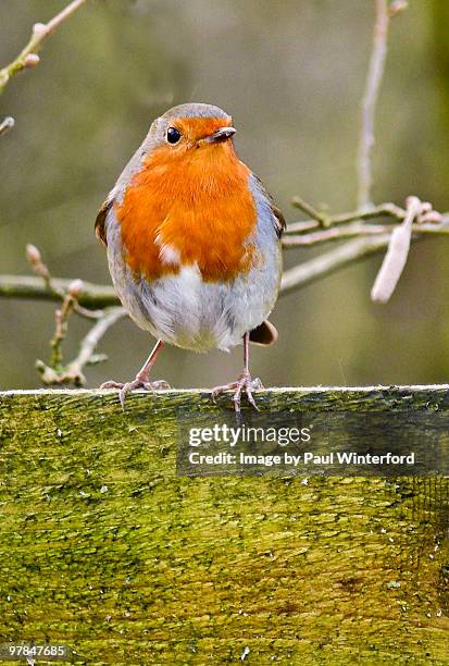 Robi Rasmi 327 Robin Brims Stock Photos, High-Res Pictures, and Images - Getty Images