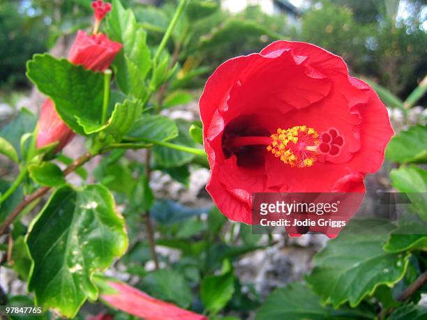 red hibiscus flower - fiji flower stock pictures, royalty-free photos & images