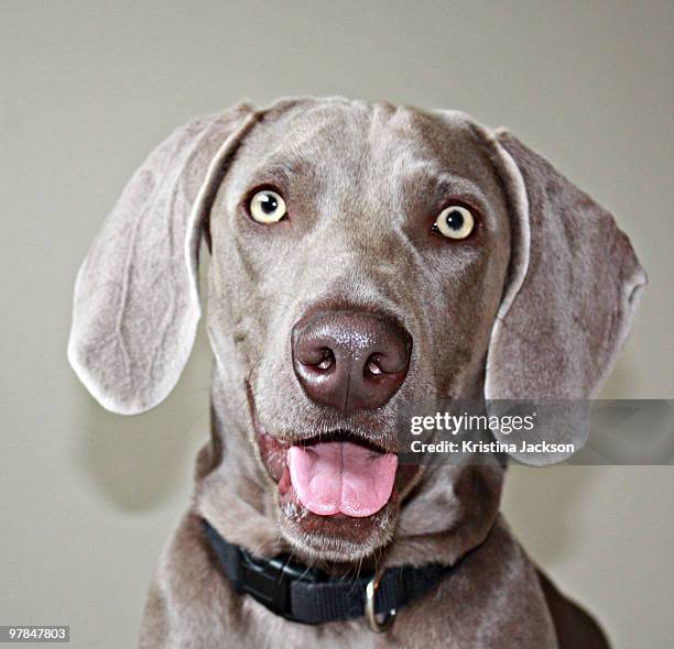 happy gray dog - weimaraner stock-fotos und bilder