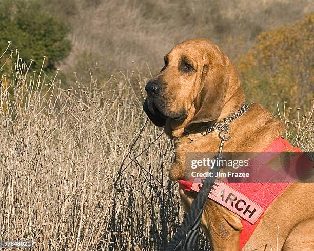 bloodhound  - bloodhound fotografías e imágenes de stock