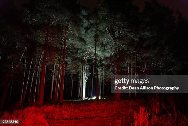 pine forest by night - woods at night stock-fotos und bilder