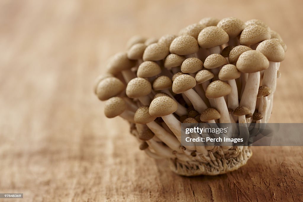 Beech mushrooms
