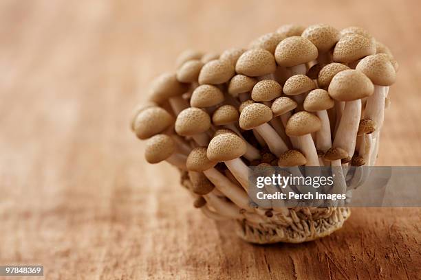 Beech Mushrooms High-Res Stock Photo