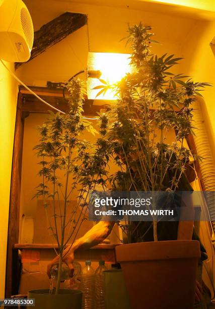 Une personne arrose, le 26 mai 2002, à Strasbourg, des plants de cannabis qu'elle fait croître sous des lampes dans un débarras qui jouxte son...