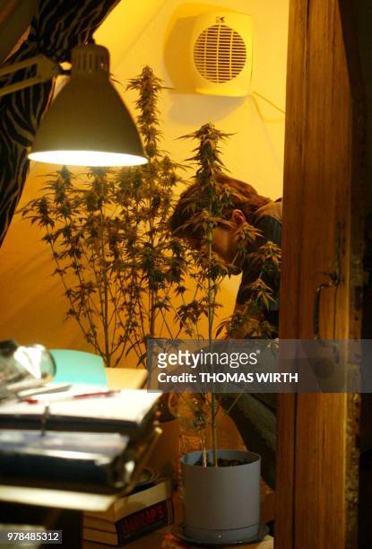Une personne arrose, le 26 mai 2002, à Strasbourg, des plants de cannabis qu'elle fait croître sous des lampes dans un débarras qui jouxte son...