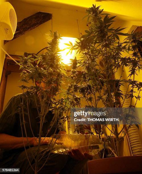 Une personne arrose, le 26 mai 2002, à Strasbourg, des plants de cannabis qu'elle fait croître sous des lampes dans un débarras qui jouxte son...