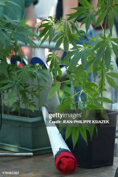 Un faux joint est posé près de plants de cannabis, le 18 juin 2002 à Lyon, lors du "rassemblement de l'appel du 18 joint", manifestation organisée...
