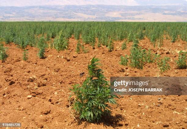 This file picture dated 22 July 2002 shows hashish plants or cannabis growing in a field in the Bekaa valley near the ancient city of Baalbek in...