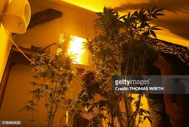 Une personne taille, le 26 mai 2002, à Strasbourg, des plants de cannabis qu'elle fait croître sous des lampes dans un débarras qui jouxte son...