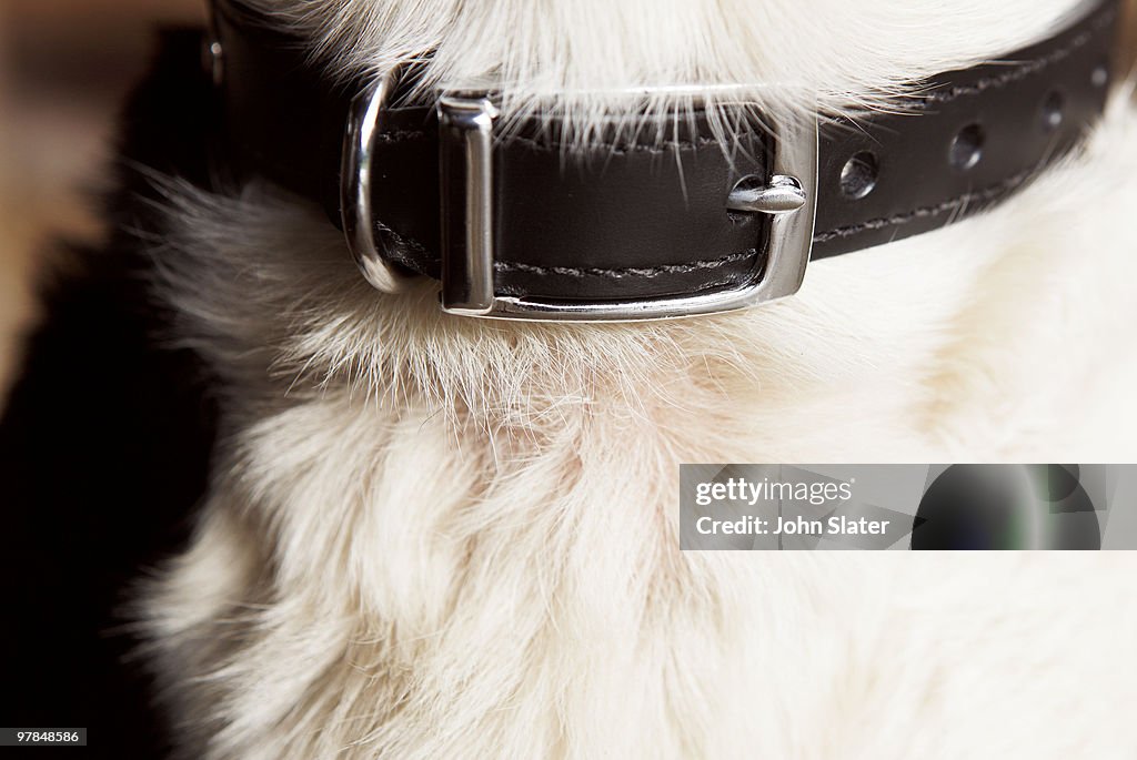 Close-up of dog's collar